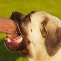 Tips for Preventing Dog Bites