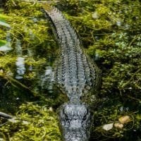 Gloria Serge Family May Have Wrongful Death Claim in Alligator Attack